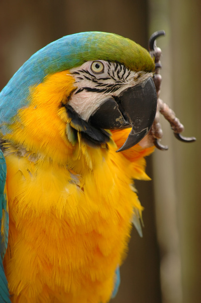 Cabeza de guacamayo azul y dorado y parte superior del cuerpo
 - Foto, Imagen
