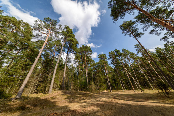 tree trunk textured background pattern. sunlit summer scene in forest with green vegetation foliage - Foto, Bild