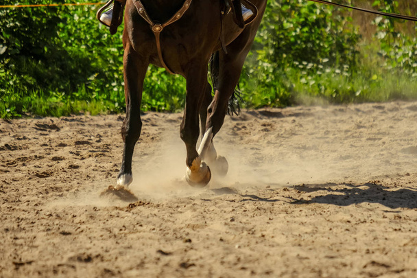 Braune Pferdefüße, die im Sandfeld Staub machen. Laufgalopp im Sommer - Foto, Bild