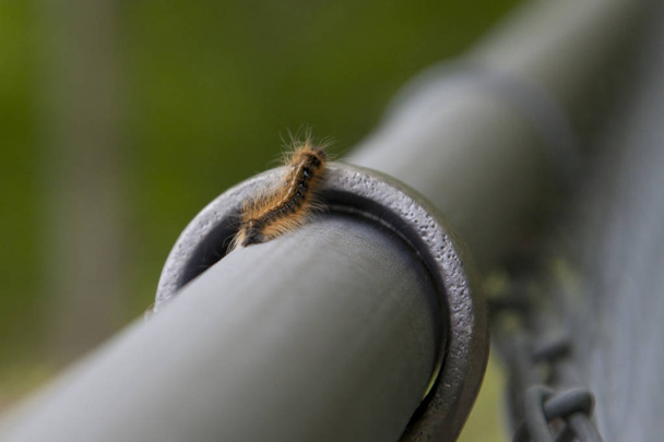 Гусеница пытается перелезть через металлический забор
  - Фото, изображение