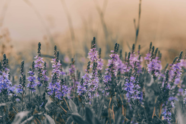 Beautiful purple wildflowers. Spring or summer season - Zdjęcie, obraz