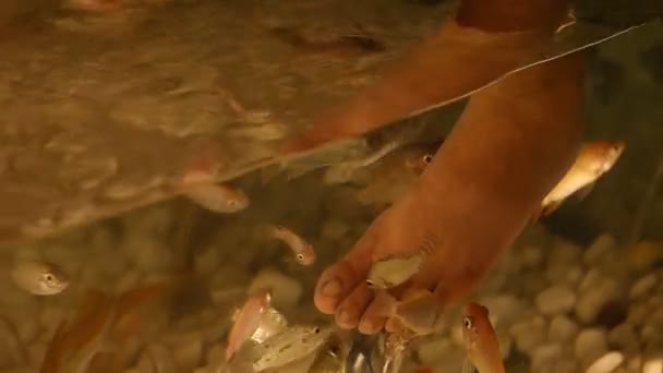 Foot peeling ψάρια γκρο πλαν - Πλάνα, βίντεο