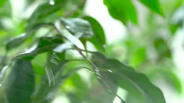 Sprayed water is falling on the leaves of a green plant. Close-up - Footage, Video