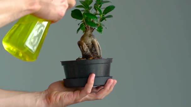 Férfi kezét bonsai permetezni. Közelről. Lassú mozgás - Felvétel, videó