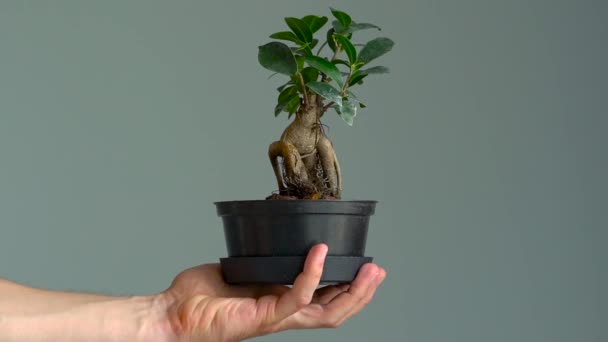 Pote com bonsai em uma mão de homem. Close-up. Movimento lento
 - Filmagem, Vídeo