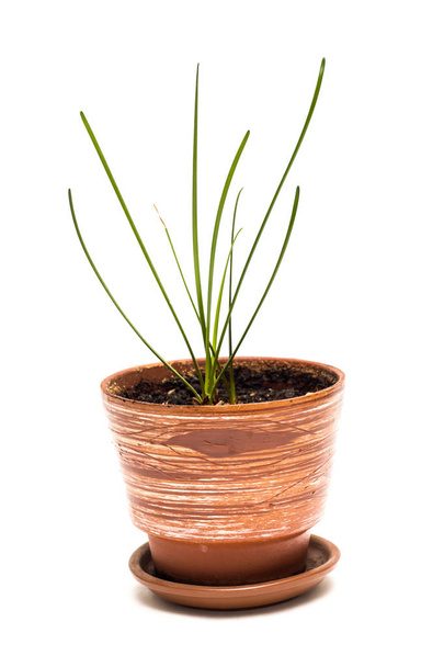 Homemade plant in a brown pot on a white background - Photo, Image