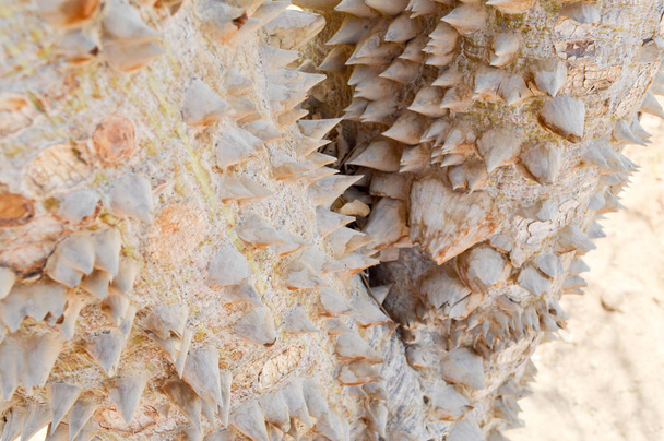 Un gran árbol de miedo con una corteza de púas con picos agudos exóticos tropicales raros inusual textura peligrosa única. El trasfondo
 - Foto, Imagen
