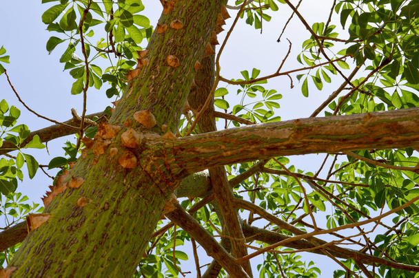 Un gran árbol de miedo con una corteza de púas con picos agudos exóticos tropicales raros inusual textura peligrosa única. El trasfondo
 - Foto, imagen