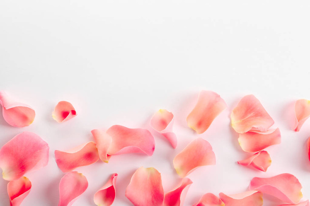 Beautiful rose petals on white background - Foto, afbeelding