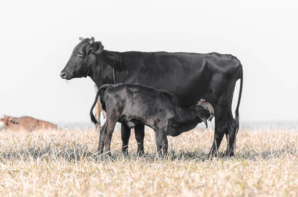 Zwarte koe borstvoeding een kalfje op een droogte weiland van een boerderij. Suckling kalf. - Foto, afbeelding