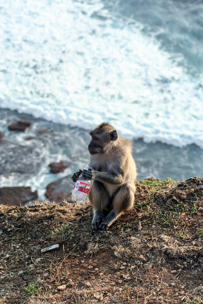 Monkey sitting on the stone wall. Wild animals of Bali. - Foto, immagini
