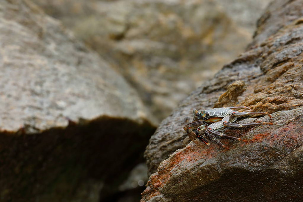 Cangrejos y cangrejos de Sri Lanka
 - Foto, imagen