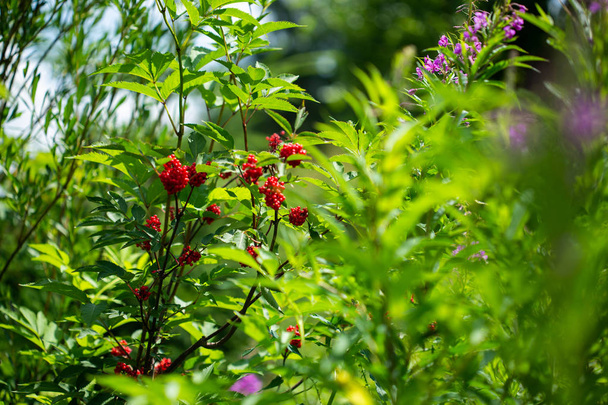 Bush de Red Elderberry las ramas. Sambucus racemosa
. - Foto, Imagen