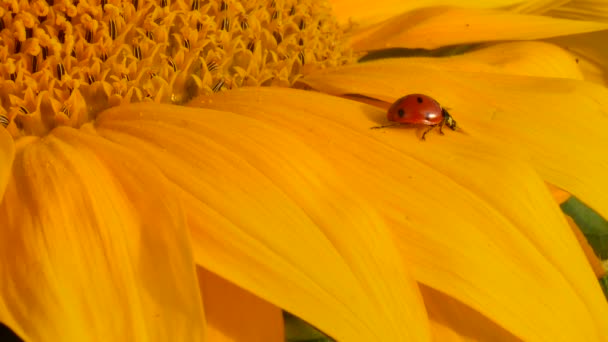 roter Marienkäfer auf gelber Sonnenblume auf Sonne - Filmmaterial, Video