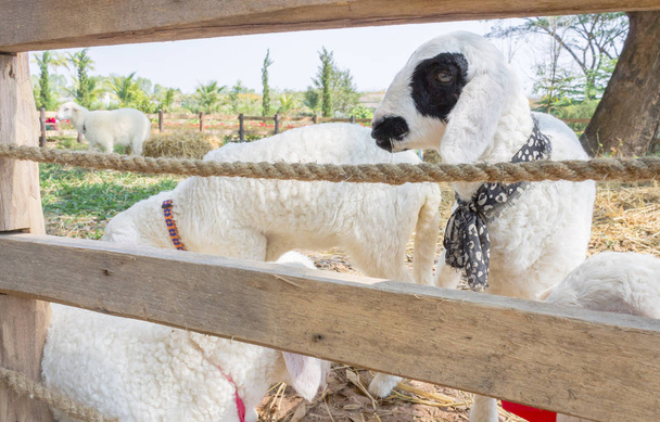 Λευκό μαύρο πρόβατο ή ram στο στάβλο και πράσινο δέντρο. Πρόβατα ή ram στέκεται σε ξύλο στάβλο. Χαριτωμένα πρόβατα ή ram που ψάχνει τα φωτογραφικών μηχανών - Φωτογραφία, εικόνα