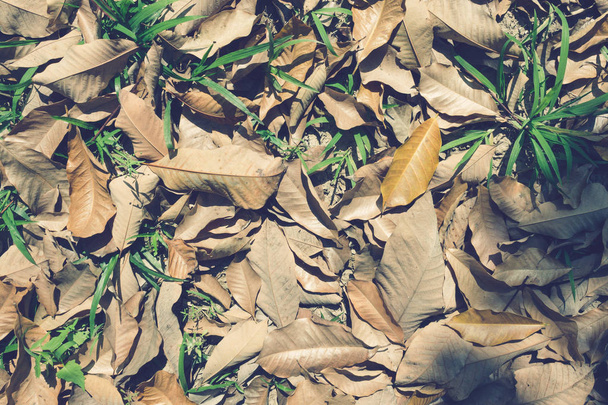 Αποξηραμένα φύλλα και φρέσκο γρασίδι στο έδαφος. Ξηρά φύλλα καφέ και πράσινο γρασίδι υφή φόντου - Φωτογραφία, εικόνα