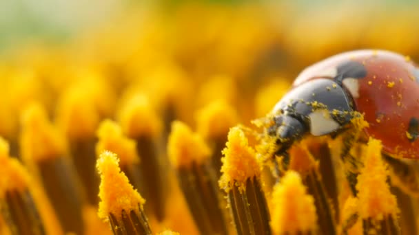 roter Marienkäfer mit Pollen auf gelber Sonnenblume auf Sonne - Filmmaterial, Video