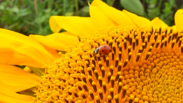 Marienkäfer oder Marienkäfer laufen auf gelben Sonnenblumen herum - Filmmaterial, Video