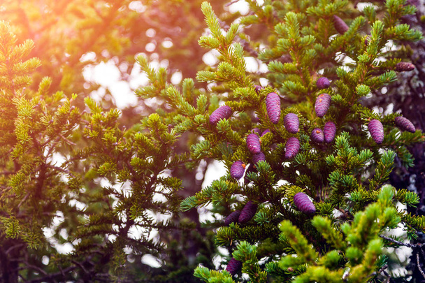 Větev větev borovice s mladými hnědé šištice, malé zelené jehličí  - Fotografie, Obrázek