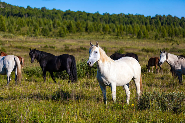 Крупный план стада лошадей белый и черный на зеленом лугу, на заднем плане зеленый хвойный лес и голубое небо
. - Фото, изображение