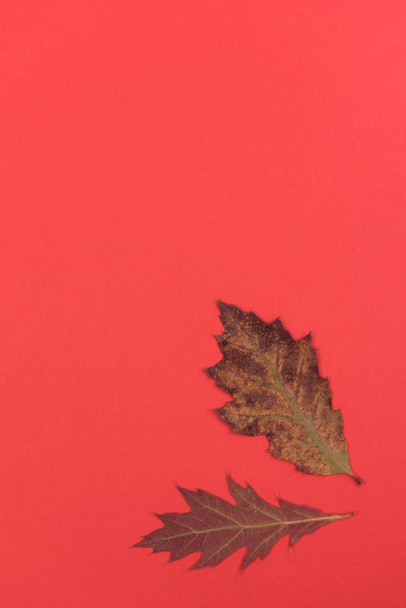 Jesienią kolorowe tła z elementami łagodny - Zdjęcie, obraz