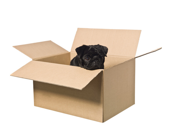 Hund im Karton - Foto, Bild