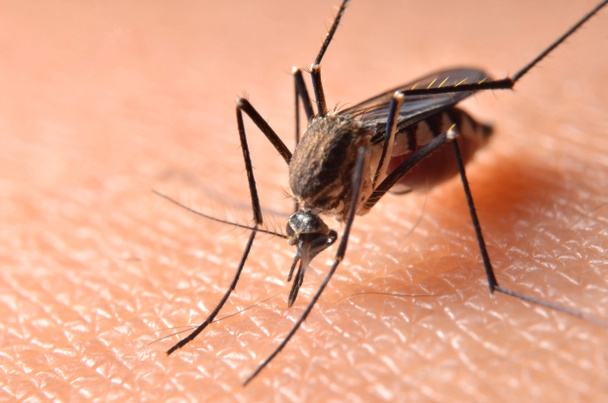 Makró a virulens szúnyogok az emberi bőrön. Szúnyogok a fuvarozók, a malária és agyvelőgyulladás. - Fotó, kép