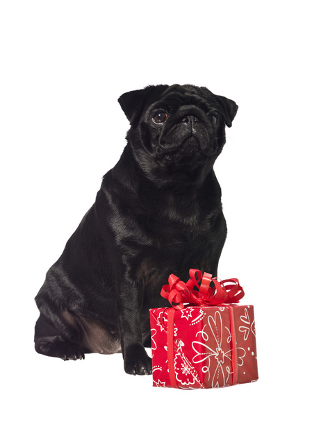 Cão preto com um presente
 - Foto, Imagem