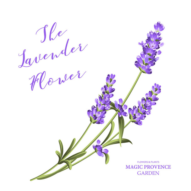 Bunch of lavender flowers on a white background. Vector illustration. - Vector, Image