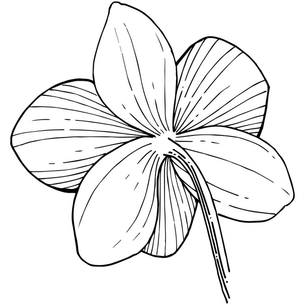 Orkidea kukka vektorin tyyliin eristetty
. - Vektori, kuva