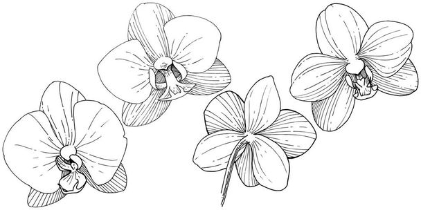 Bloem van de orchidee in de stijl van een vector geïsoleerd. Volledige naam van de plant: orchidee. Vector bloem voor achtergrond, textuur, wrapper patroon, frame of rand. - Vector, afbeelding