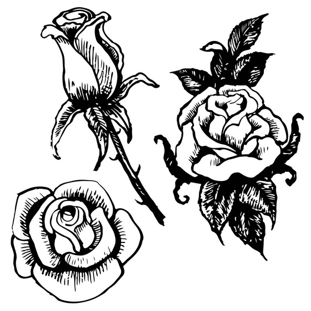 Rose ve yaprakları çizilmiş izole üzerinde beyaz arka plan el - Vektör, Görsel