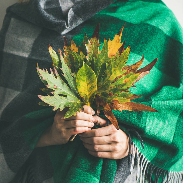 Woman in warm woolen green check scarf or blanket with Autumn fallen leaves in her hands - 写真・画像