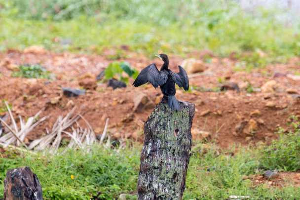 Cormorano indiano del Kerala
 - Foto, immagini