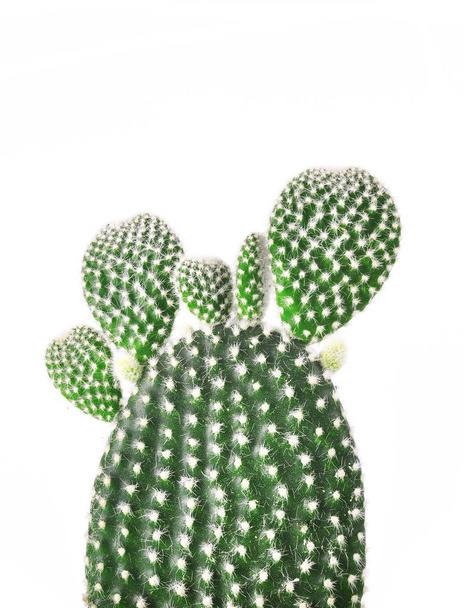 cactus branch isolated on white background  - Foto, Imagem