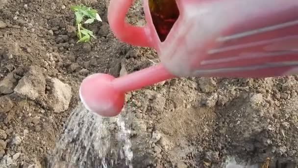 Watering the garden from a watering can for flowers and landscaping garden design  - Footage, Video