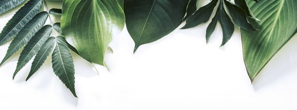 une véritable variété de feuilles tropicales sur fond blanc, espace pour le texte
 - Photo, image