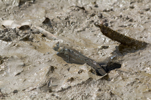 Mudskipper waiting on the mud - Photo, Image