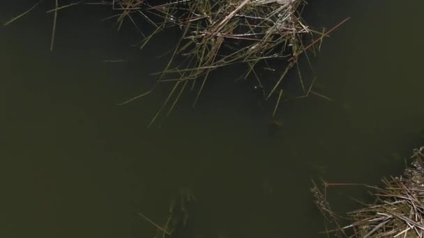 Eski Hint kamışı ile yeşil gölet üstten görünüm - Video, Çekim