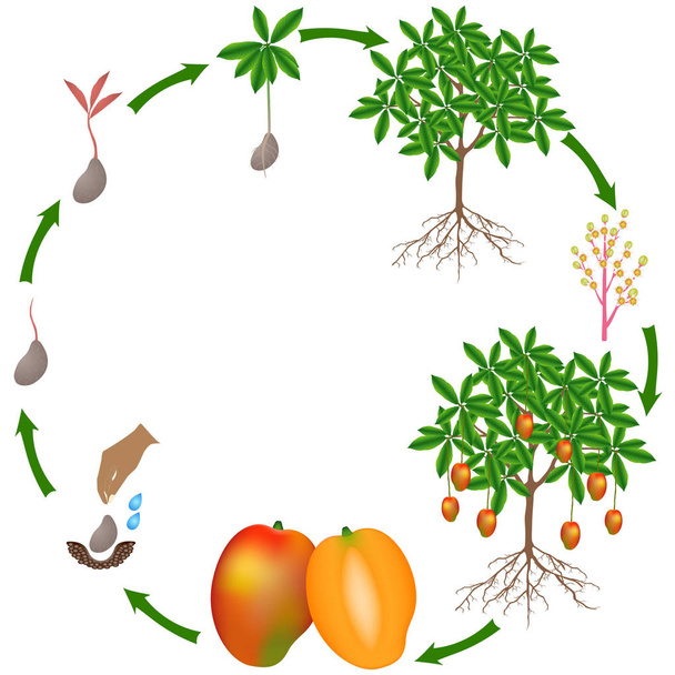 A mango növény fehér alapon életciklusa. - Vektor, kép