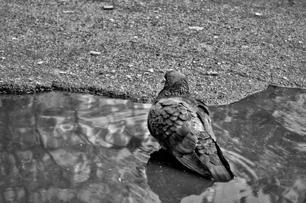Pigeon noir et blanc dans une flaque d'eau après une pluie un jour d'été
 - Photo, image