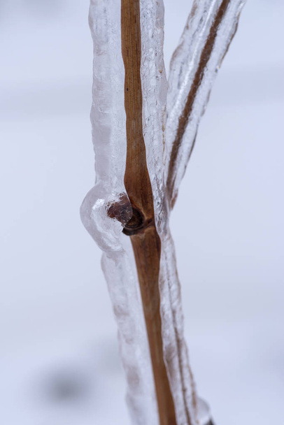 Rebenzweige nach dem gefrierenden Regen mit Eis bedeckt - Foto, Bild