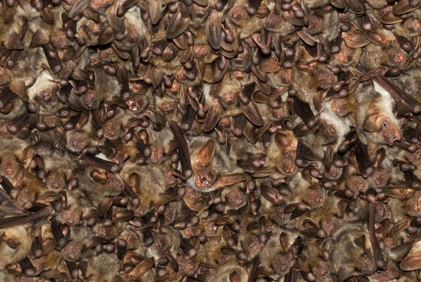 Groups of sleeping bats in cave, Myotis myotis - Photo, Image