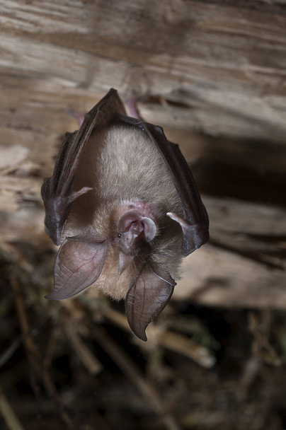Lesser horseshoe bat (Rhinolophus hipposideros), hanging, sleeping inside an old house.Spain - Photo, Image