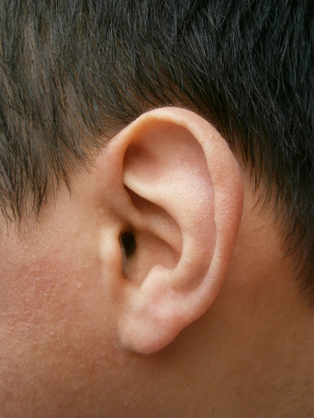 narząd słuchu i równowagi u ludzi i innych kręgowców, zwłaszcza zewnętrzną część to. - Zdjęcie, obraz