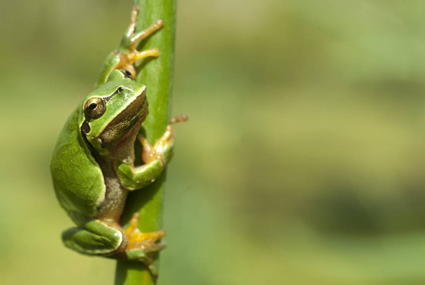 Pretty amphibian green European tree frog, Hyla arborea, sitting on the grass, Spain - Photo, Image