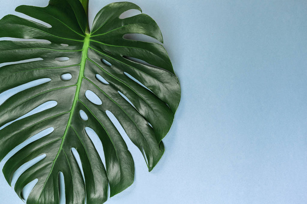 Fashion background with Monstera leaf - Foto, afbeelding