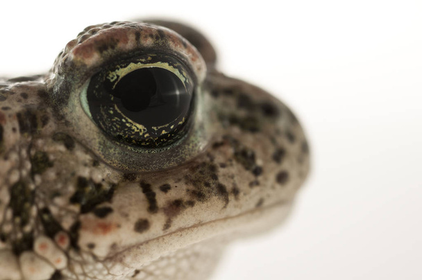 Natterjack toad (Epidalea calamita) with White background, Eye Detail - Photo, Image