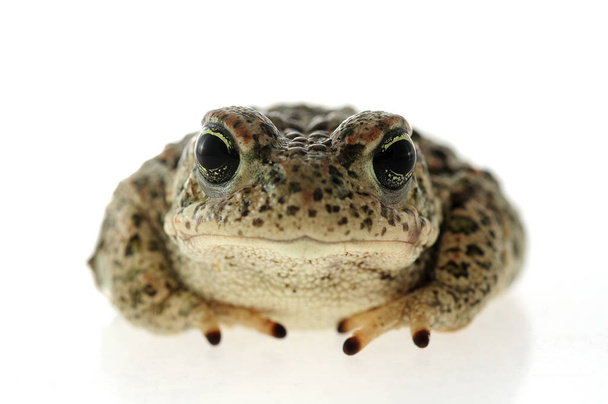 Natterjack toad (Epidalea calamita) with White background - Photo, Image