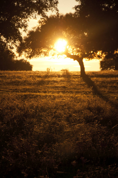 Paisagem do prado, pôr do sol entre carvalhos
 - Foto, Imagem